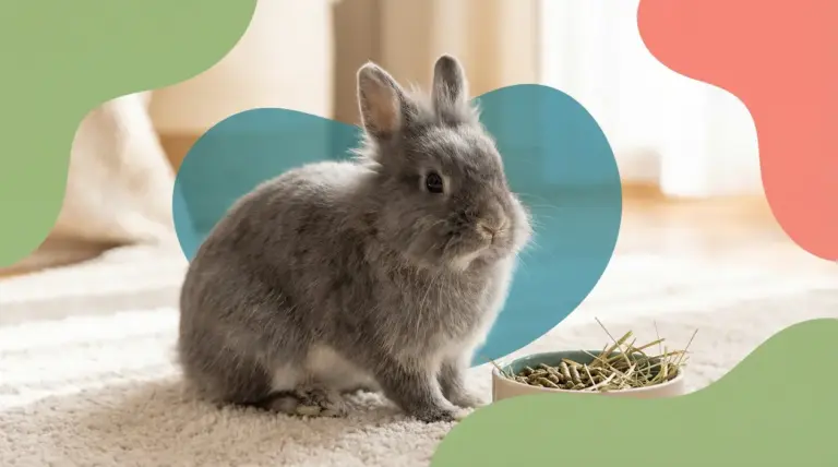 Coniglio nano grigio seduto su un tappeto vicino a una ciotola di cibo