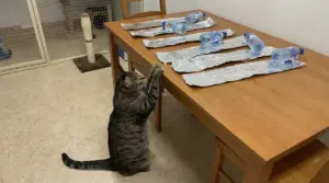 Gatto osserva un tavolo coperto da fogli di alluminio con bottiglie sopra