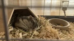 Un criceto addormentato nella sua casetta di legno su lettiera e fieno