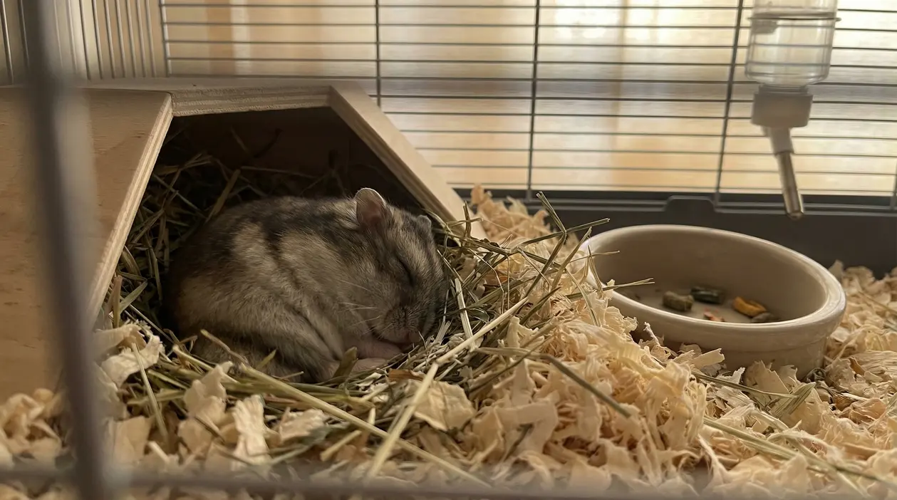 Un criceto addormentato nella sua casetta di legno su lettiera e fieno