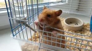 Criceto marrone che morde le sbarre della gabbia trasparente dalla lettiera chiara