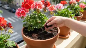 Mano che sparge fondo di caffè nel vaso con gerani fioriti su un balcone