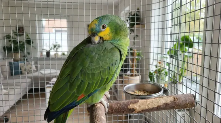 Un pappagallo verde su un posatoio all'interno di una gabbia in un ambiente domestico luminoso