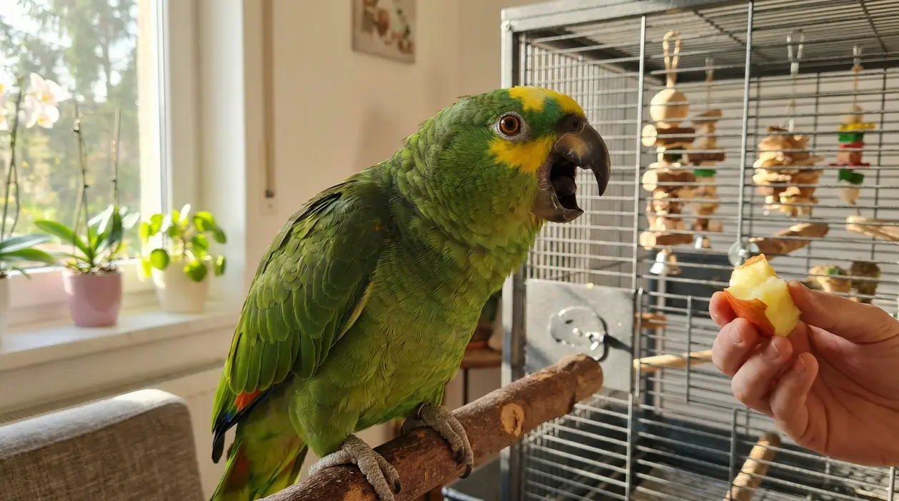 Pappagallo verde che vocalizza vicino alla sua gabbia mentre viene offerto un pezzo di mela