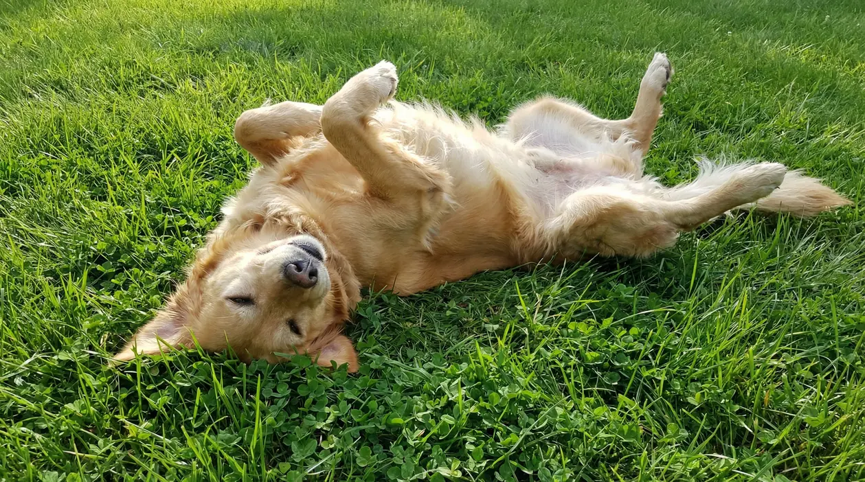 Cane dorato sdraiato sull'erba che si rotola con espressione rilassata