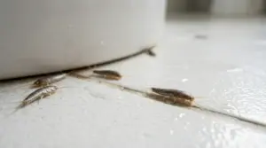 Pesciolini d'argento su un pavimento di piastrelle vicino a una superficie bianca.