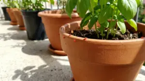 Vaso di terracotta con pianta infestata da ragnetti rossi su un balcone soleggiato