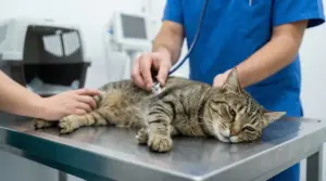 Gatto steso su un tavolo veterinario durante una visita medica