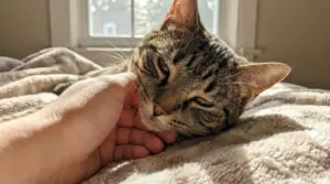 Gatto tigrato che si lascia coccolare sul letto da una mano umana
